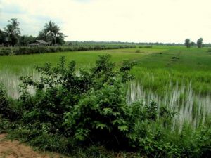 A small family-owned farm in Cambodia. Photo by Sarah C. Beasley, 2017.