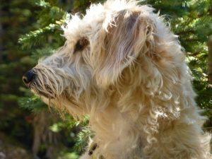 The side of a small white dog's neck and head with green plants in the background