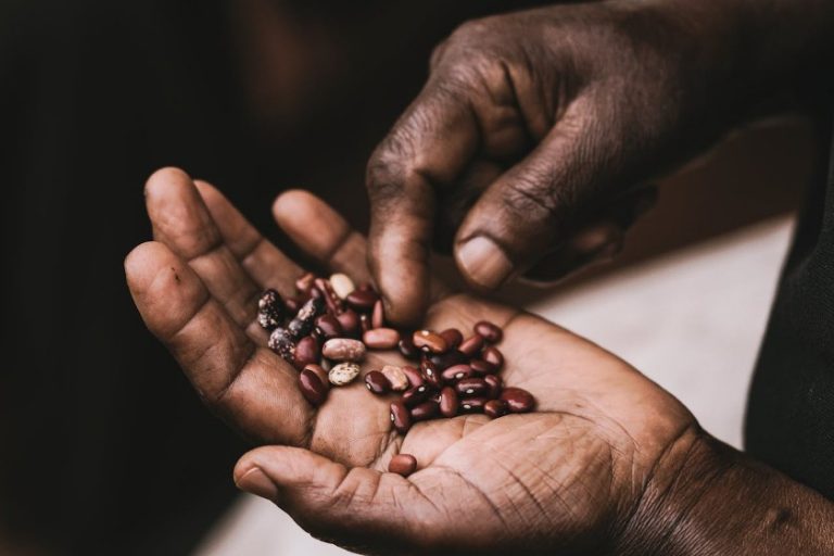 An older man's hand holding dried beans