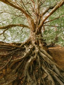 a large tree with exposed roots