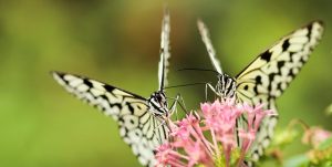 Two butterflies on a flower