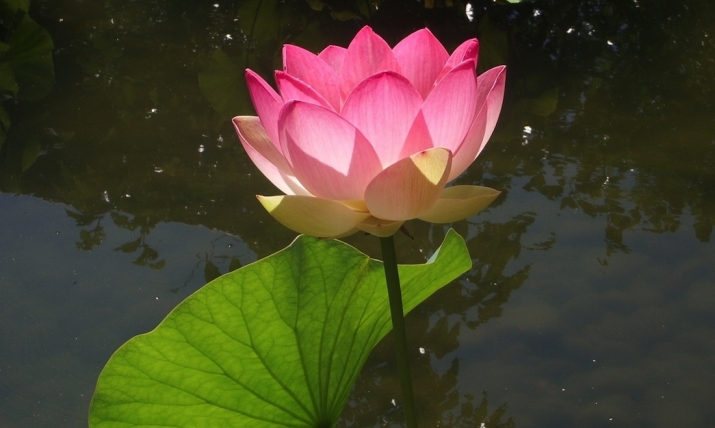 The Lotus in Buddhist Art 