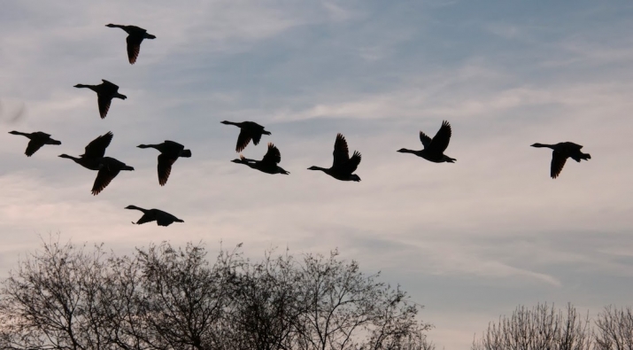 The Wild Geese Of Buddha And Christ Buddhistdoor